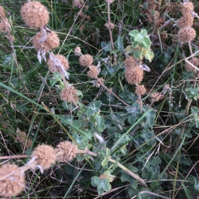 Marrubium vulgare (Horehound) at Rendezvous Creek, ACT - 16 Mar 2018 by alexwatt