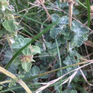 Marrubium vulgare at Rendezvous Creek, ACT - 16 Mar 2018