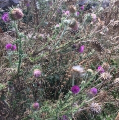 Carduus nutans (Nodding Thistle) at Rendezvous Creek, ACT - 16 Mar 2018 by alex_watt