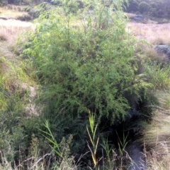 Salix sp. (A Willow) at Rendezvous Creek, ACT - 16 Mar 2018 by alex_watt