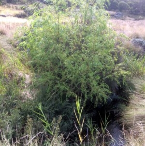 Salix sp. at Rendezvous Creek, ACT - 16 Mar 2018 12:17 PM