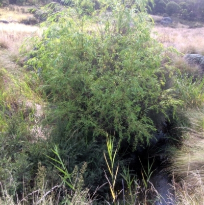 Salix sp. (A Willow) at Rendezvous Creek, ACT - 16 Mar 2018 by alexwatt