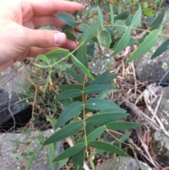 Eucalyptus viminalis (Ribbon Gum) at Namadgi National Park - 16 Mar 2018 by alexwatt