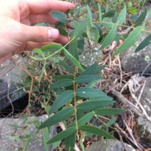 Eucalyptus viminalis at Namadgi National Park - 16 Mar 2018