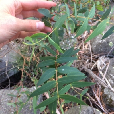 Eucalyptus viminalis (Ribbon Gum) at Rendezvous Creek, ACT - 16 Mar 2018 by alexwatt