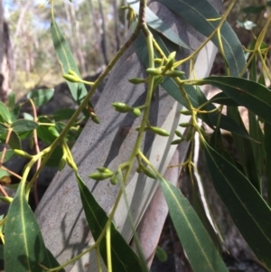 Eucalyptus viminalis at Namadgi National Park - 16 Mar 2018