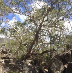 Eucalyptus viminalis at Rendezvous Creek, ACT - 16 Mar 2018