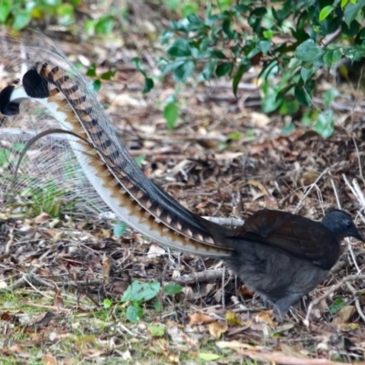 Menura novaehollandiae (Superb Lyrebird) at Davidson Whaling Station Historic Site - 20 Mar 2018 by RossMannell