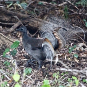 Menura novaehollandiae at Edrom, NSW - 20 Mar 2018