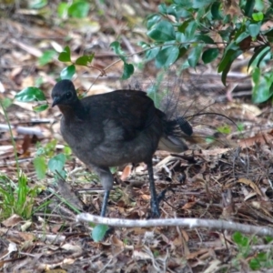 Menura novaehollandiae at Edrom, NSW - 20 Mar 2018