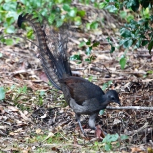 Menura novaehollandiae at Edrom, NSW - 20 Mar 2018