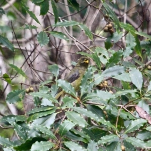 Manorina melanophrys at Edrom, NSW - 20 Mar 2018