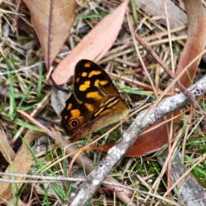 Heteronympha banksii at Edrom, NSW - 20 Mar 2018