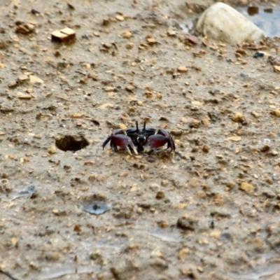 Heloecius cordiformis (Semaphore Crab) at Eden, NSW - 20 Mar 2018 by RossMannell