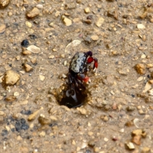 Heloecius cordiformis at Eden, NSW - 20 Mar 2018 02:03 PM