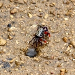 Heloecius cordiformis at Eden, NSW - 20 Mar 2018 02:03 PM