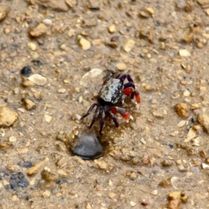 Heloecius cordiformis at Eden, NSW - 20 Mar 2018 02:03 PM