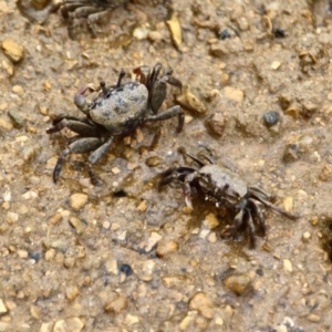 Heloecius cordiformis at Eden, NSW - 20 Mar 2018