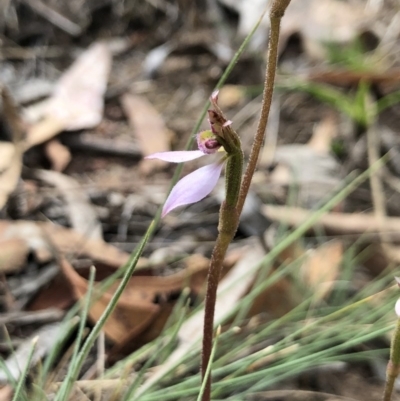 Eriochilus cucullatus (Parson's Bands) at Mount Majura - 24 Mar 2018 by AaronClausen