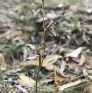 Eriochilus cucullatus at Canberra Central, ACT - 24 Mar 2018
