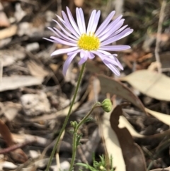 Brachyscome rigidula (Hairy Cut-leaf Daisy) at Mount Majura - 24 Mar 2018 by AaronClausen