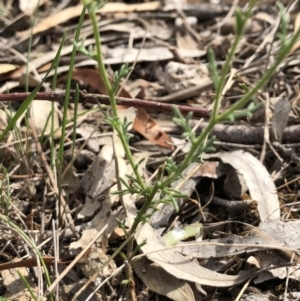 Brachyscome rigidula at Canberra Central, ACT - 24 Mar 2018