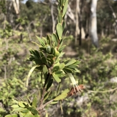 Styphelia triflora (Five-corners) at Mount Majura - 24 Mar 2018 by AaronClausen