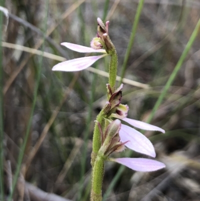 Eriochilus cucullatus (Parson's Bands) at Canberra Central, ACT - 24 Mar 2018 by AaronClausen