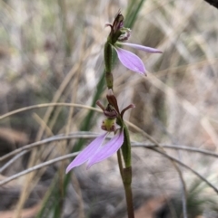 Eriochilus cucullatus at Canberra Central, ACT - suppressed