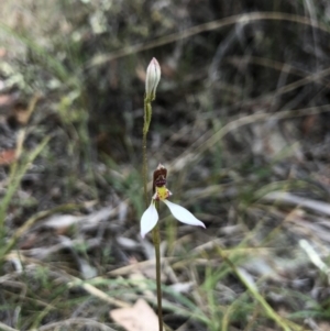 Eriochilus cucullatus at Canberra Central, ACT - suppressed