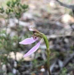 Eriochilus cucullatus at Canberra Central, ACT - suppressed