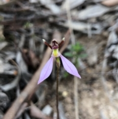 Eriochilus cucullatus at Canberra Central, ACT - suppressed