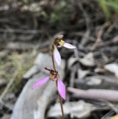 Eriochilus cucullatus (Parson's Bands) at Mount Majura - 24 Mar 2018 by AaronClausen