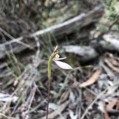 Eriochilus cucullatus at Canberra Central, ACT - suppressed