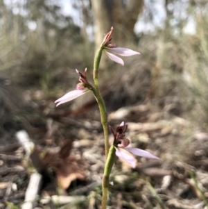 Eriochilus cucullatus at Canberra Central, ACT - 24 Mar 2018