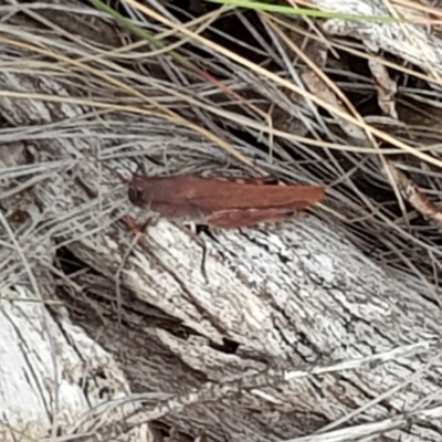 Goniaea opomaloides (Mimetic Gumleaf Grasshopper) at Mount Clear, ACT - 24 Mar 2018 by mauritsz