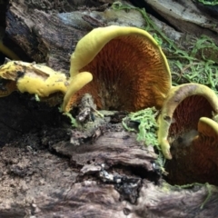 Tapinellaceae (A bolete mushroom) at Paddys River, ACT - 23 Mar 2018 by RWPurdie