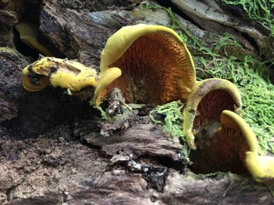 Tapinellaceae (A bolete mushroom) at Paddys River, ACT - 23 Mar 2018 by RWPurdie