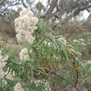 Cassinia longifolia at Jerrabomberra, ACT - 24 Mar 2018