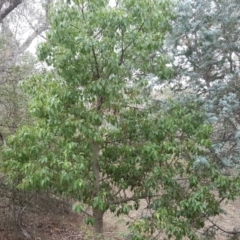 Brachychiton populneus subsp. populneus at Jerrabomberra, ACT - 24 Mar 2018