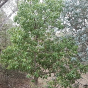 Brachychiton populneus subsp. populneus at Jerrabomberra, ACT - 24 Mar 2018