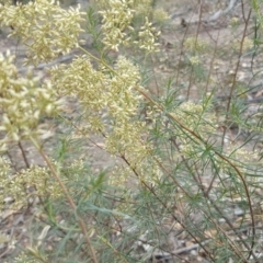 Cassinia quinquefaria (Rosemary Cassinia) at Jerrabomberra, ACT - 24 Mar 2018 by Mike