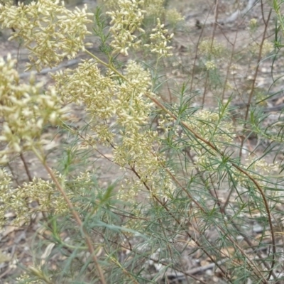 Cassinia quinquefaria (Rosemary Cassinia) at Isaacs Ridge - 24 Mar 2018 by Mike