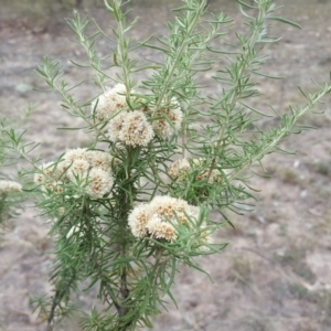 Cassinia aculeata subsp. aculeata at Isaacs Ridge - 24 Mar 2018 03:58 PM