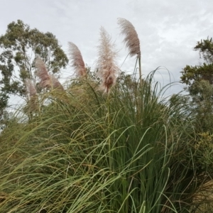 Cortaderia selloana at Wanniassa Hill - 24 Mar 2018