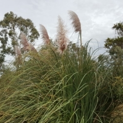 Cortaderia selloana (Pampas Grass) at Wanniassa Hill - 24 Mar 2018 by Mike
