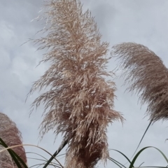 Cortaderia selloana at Wanniassa Hill - 24 Mar 2018