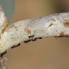 Papyrius nitidus (Shining Coconut Ant) at Red Hill Nature Reserve - 24 Mar 2018 by roymcd