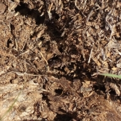 Papyrius nitidus at Red Hill, ACT - suppressed