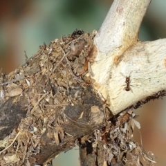 Papyrius nitidus at Red Hill, ACT - suppressed